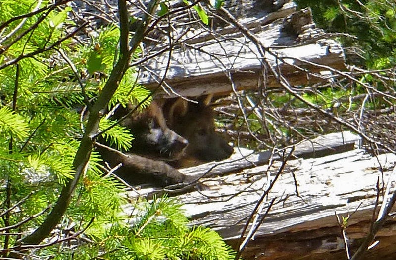 Illustration for article titled These Adorable Wolf Pups Could Be California's First In 100 Years